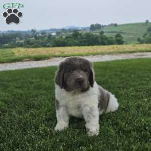 Rudy, Newfoundland Puppy