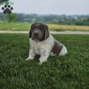 Rudy, Newfoundland Puppy