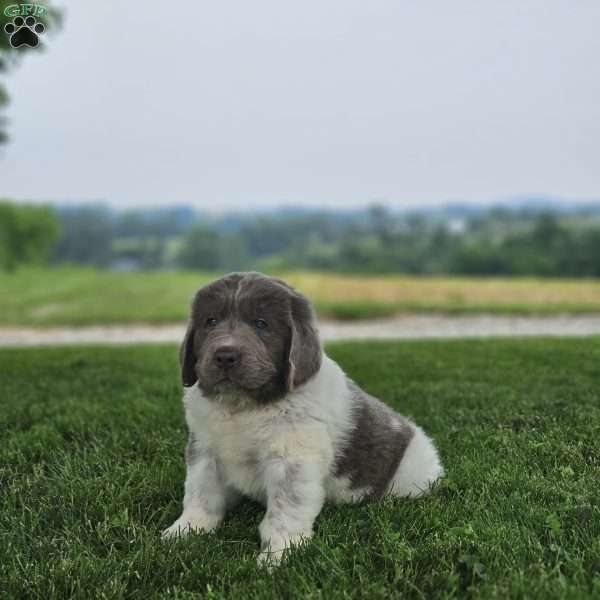 Rudy, Newfoundland Puppy