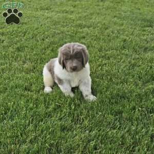 Rudy, Newfoundland Puppy