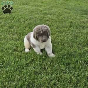 Rudy, Newfoundland Puppy