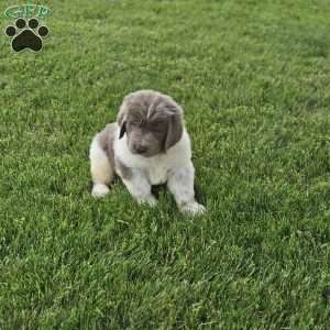 Rudy, Newfoundland Puppy