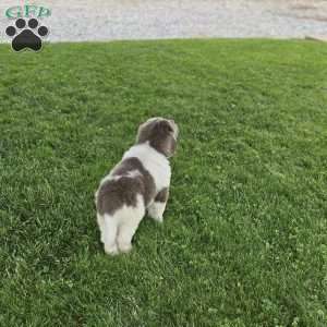 Rudy, Newfoundland Puppy