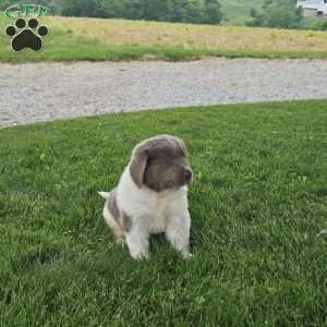 Rudy, Newfoundland Puppy