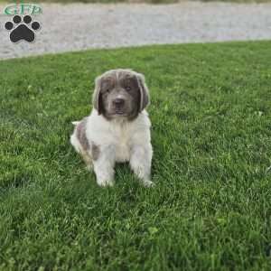 Rudy, Newfoundland Puppy