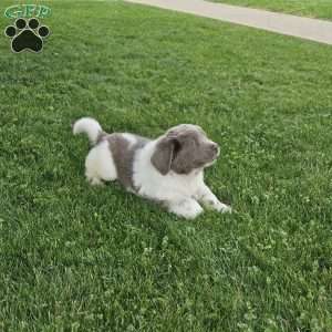 Rudy, Newfoundland Puppy