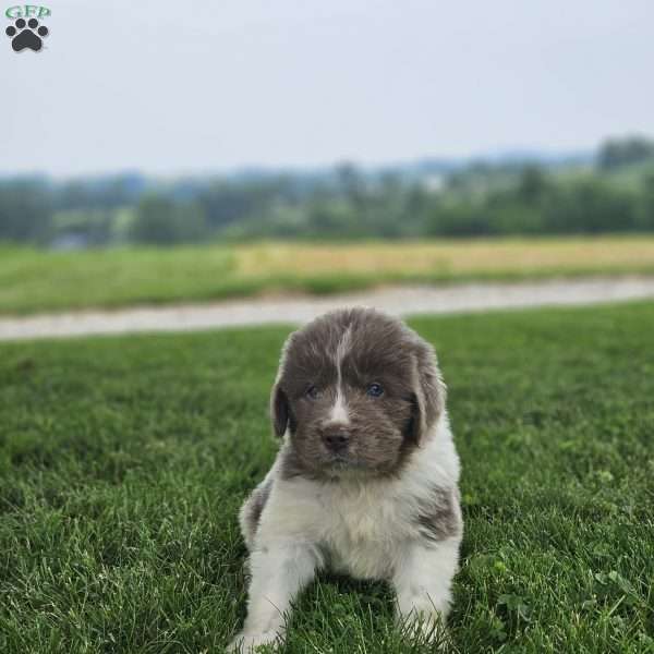 Shorty, Newfoundland Puppy