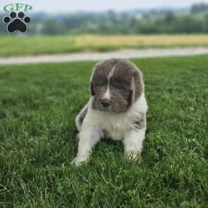 Shorty, Newfoundland Puppy