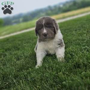 Shorty, Newfoundland Puppy