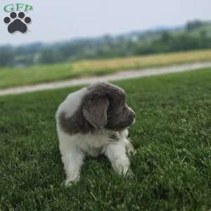 Shorty, Newfoundland Puppy