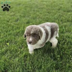 Shorty, Newfoundland Puppy