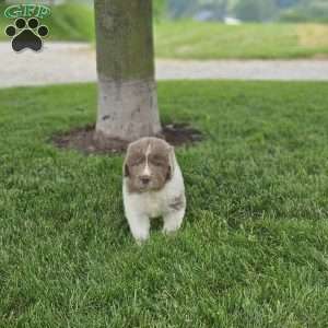 Shorty, Newfoundland Puppy