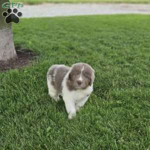 Shorty, Newfoundland Puppy