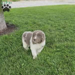 Shorty, Newfoundland Puppy