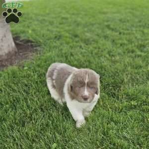 Shorty, Newfoundland Puppy