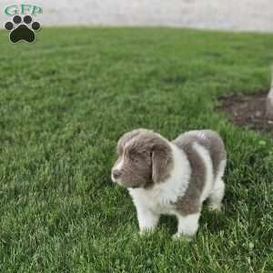 Shorty, Newfoundland Puppy