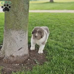 Shorty, Newfoundland Puppy