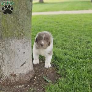 Shorty, Newfoundland Puppy