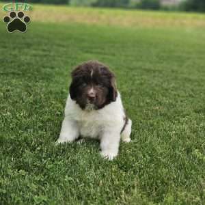 Rose, Newfoundland Puppy