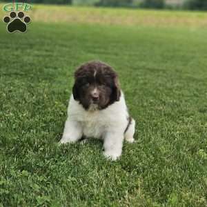 Rose, Newfoundland Puppy