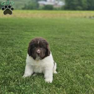 Rose, Newfoundland Puppy
