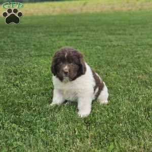 Rose, Newfoundland Puppy