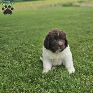 Rose, Newfoundland Puppy