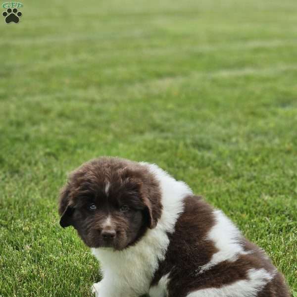 Rose, Newfoundland Puppy