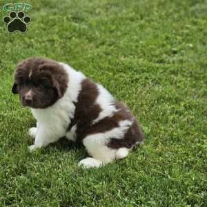 Rose, Newfoundland Puppy