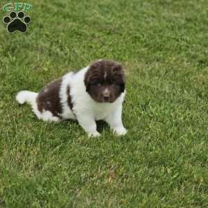 Rose, Newfoundland Puppy