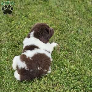 Rose, Newfoundland Puppy