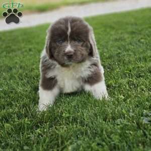Rita, Newfoundland Puppy