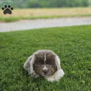Rita, Newfoundland Puppy