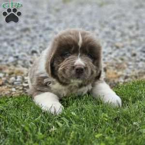 Rita, Newfoundland Puppy