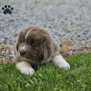 Rita, Newfoundland Puppy