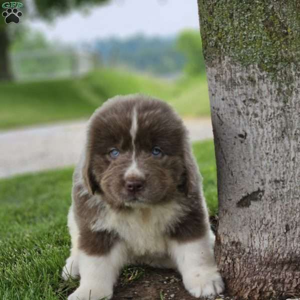 Rita, Newfoundland Puppy