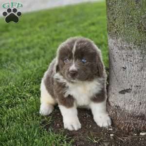 Rita, Newfoundland Puppy