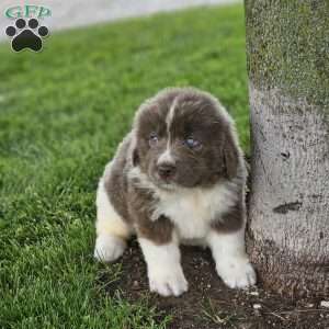 Rita, Newfoundland Puppy