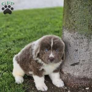 Rita, Newfoundland Puppy