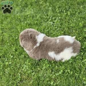 Rita, Newfoundland Puppy