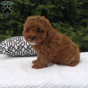 Lola, Miniature Poodle Puppy