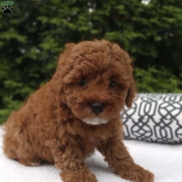 Lola, Miniature Poodle Puppy