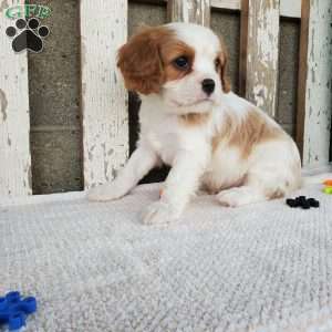 SIONE, Cavalier King Charles Spaniel Puppy
