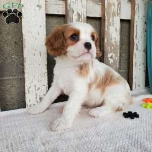 SIONE, Cavalier King Charles Spaniel Puppy