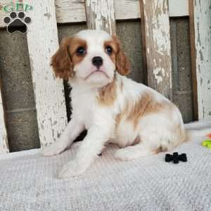 SIONE, Cavalier King Charles Spaniel Puppy