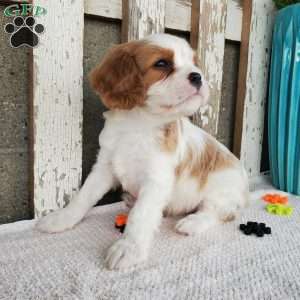 SIONE, Cavalier King Charles Spaniel Puppy