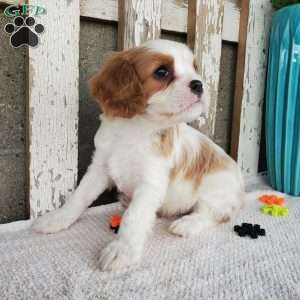 SIONE, Cavalier King Charles Spaniel Puppy