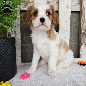 SIONE, Cavalier King Charles Spaniel Puppy