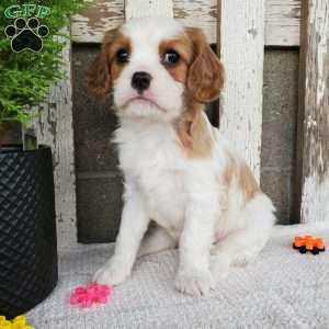 SIONE, Cavalier King Charles Spaniel Puppy