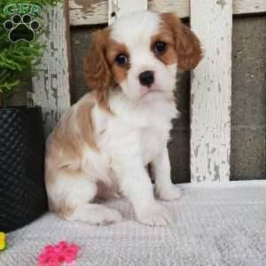 SIONE, Cavalier King Charles Spaniel Puppy